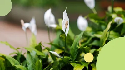 Спатифиллум (лат. Spathiphyllum), d 14 | Flowers Valley