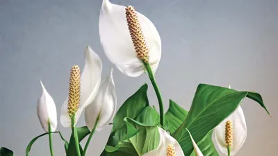 Спатифиллум прелестный (Spathiphyllum blandum) - Женское счастье