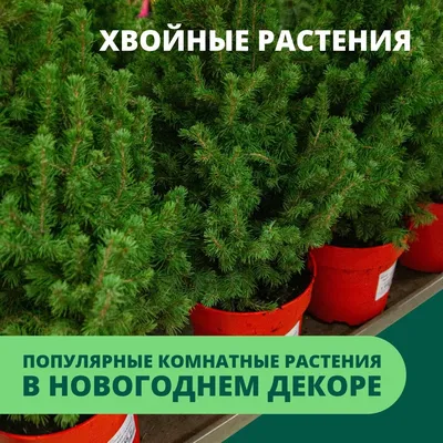 ПОПУЛЯРНЫЕ КОМНАТНЫЕ РАСТЕНИЯ В НОВОГОДНЕМ ДЕКОРЕ: ХВОЙНЫЕ РАСТЕНИЯ |  Гринвилль | Дзен