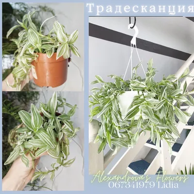 Лианы, Комнатные растения/ Plante de camera, cataratoare