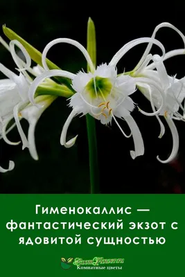 Гиппеаструм — классика среди комнатных луковичных растений. Уход в домашних  условиях. Фото — Ботаничка