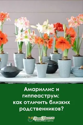 Болезни комнатных растений - посадка, уход, фото, как вырастить и собрать  урожай - «Блог Флориум.юа» 2024