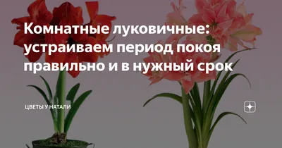 Озеленение помещения комнатными растениями