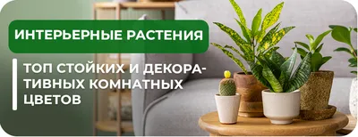 Ошибки в уходе за растениями