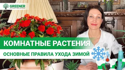 Купить Гиацинт 1 луковица в стекле. Луковичные растения в ассортименте!