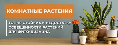 Комнатные растения, цветущие зимой на подоконнике - Добрая сила