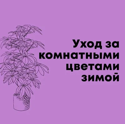Суккуленты: названия видов, фото растения, уход в домашних условиях