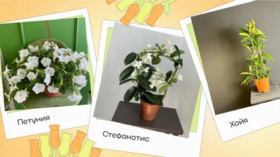 Краткое руководство по выбору комнатных растений