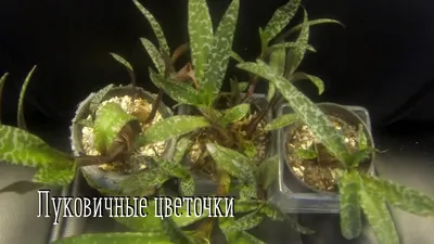 Замиокулькас ⌀17 60 см купить в Москве с доставкой | Магазин растений Bloom  Story (Блум Стори)