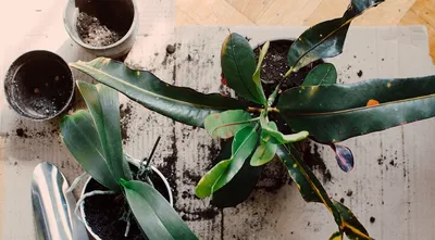 Изысканные луковичные 😍 5 цветов, от которых не отвести взгляд! | 🌿Школа  садоводов ▷ Марии В. | Дзен
