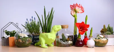 https://bloom-story.ru/green-plants/