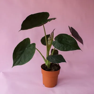 Алоказия Мело (Alocasia Melo)