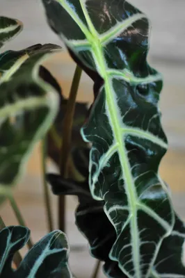 Поставщики алоказии Lauterbachiana Variegata - Alocasia Lauterbachiana  Variegata оптом - PLANT FUN