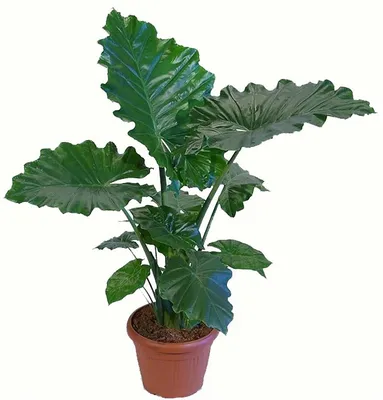 Alocasia ALOC OV | Alocasia | Alocasia | Зеленые комнатные растения |  Зеленые комнатные растения | Комнатные растения | All products | OZ Planten