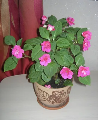 Бальзамин Уоллера ампельный (Impatiens walleriana)