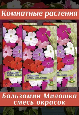 Цветок Огонек (бальзамин): 60 грн. - Комнатные растения Одесса на Olx