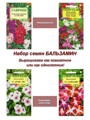 Бальзамин-недотрога - «?Мой Бальзамин? Мой прекрасный цветок, который  приносит мне удачу и деньги, не меньше, чем денежное дерево) А еще, он  предсказывает погоду)» | отзывы