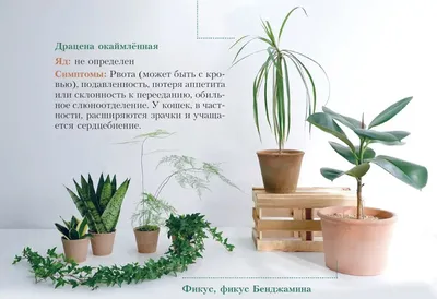 https://bloom-story.ru/green-plants/