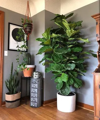 Ficus lyrata ~ Fiddle leaf fig | Комнатные деревья, Зеленые растения,  Стенды растений