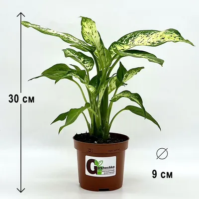 Комнатные растения диффенбахия - купить цветы по доступной цене в интернет  магазине OZON
