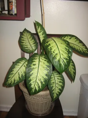 Диффенбахия Читах Dieffenbachia Cheetah 75/17 — цена в LETTO