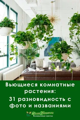 Вьющиеся комнатные растения: 31 разновидность с фото и названиями |  Подвесные растения, Растения, Висячие суккуленты