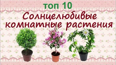 Растения для южных окон//ТОП 10 - YouTube | Растения, Комнатные цветы, Комнатные  растения