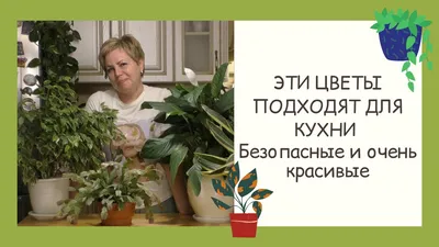 Комнатные цветы для кухни - неприхотливые, полезные и красивые - Новости на  KP.UA