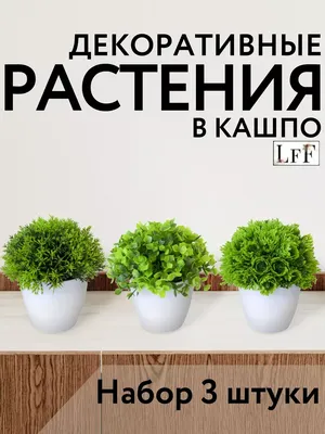 Цветы и комнатные растения в интерьере - фото-идеи, советы в блоге об  интерьере и дизайне BestMebelik.ru