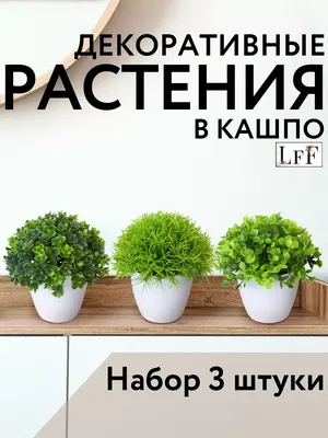 Удобрение для замиокулькаса – чем подкормить, чтобы растение выпускало  новые листья | OBOZ.UA