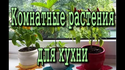 Растения для темных помещений | Блог Ангстрем