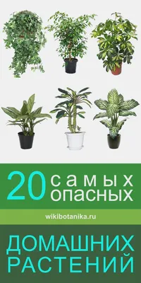 20 самых опасных комнатных растений | Денежное растение, Комнатные травы,  Тенелюбивые растения