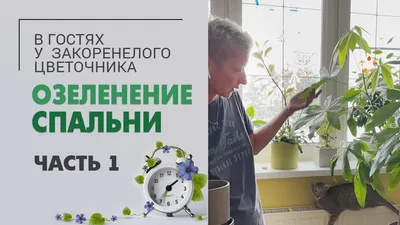 Отзыв о Комнатное растение \"Аглаонема\" | Лучшее растение для спальни