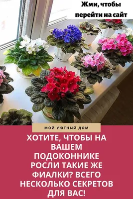 Конспект по рисованию «Комнатное растение фиалка»