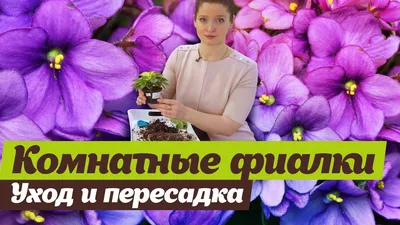 Фиалковый рай, или Как Ольга Бутырина из Витебска создала дома цветочную  комнату