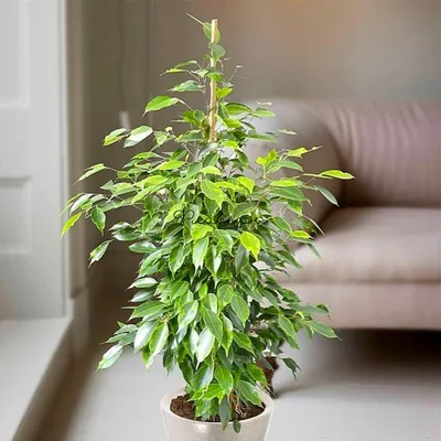 Фикус лировидный Бамбино Ficus lyrata Bambino 35/12 — цена в LETTO