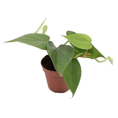 Купить Филодендрон сердцелистный (Philodendron scandens) – Комнатное  растение с сердцевидными листьями