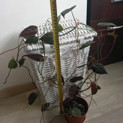 Филодендрон Паинтед Леди (Philodendron Painted Lady)