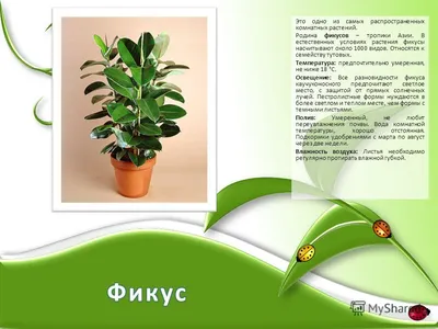 Комнатные растения - online presentation