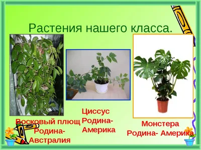 Денежное дерево, уход в домашних условиях: как ухаживать за цветком  толстянкой