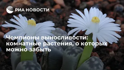 ТЦСО Мещанский - 🌿Комнатное растение под названием Крассула знают не  многие, а вот как выглядит Денежное дерево или Толстянка – наверняка, знают  все. И хотя его историческая родина – Африка, в домах