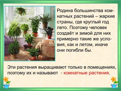 Иллюстрация 1 из 1 для Комнатные растения Новое руководство по уходу -  Валентин Воронцов | Лабиринт - книги. Источник: Лабиринт