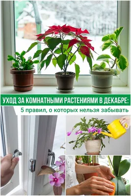 Самые неприхотливые комнатные растения, которые почти невозможно убить