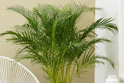 Комнатные растения фото пальма фото