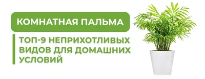 Комнатная пальма: топ-10 неприхотливых видов для домашних условий