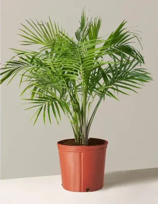 Majesty Palm(Ravenea Rivularis Поставщики - Majesty Palm(Ravenea Rivularis  Оптовая торговля - PLANT FUN