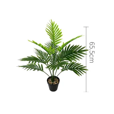 Dypsis lutescens | Overig palmen | Palms (other) | Green Indoor Palms |  Зеленые комнатные растения | Комнатные растения | All products | OZ Planten