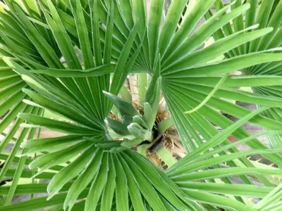 Howea forsteriana | Howea | Howea | Green Indoor Palms | Зеленые комнатные  растения | Комнатные растения | All products | OZ Planten