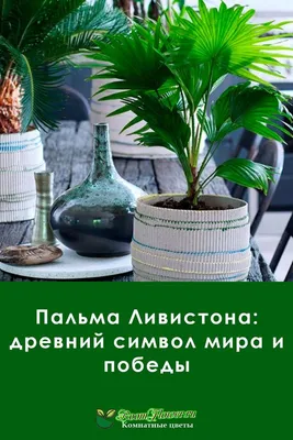 Комнатные растения – купить по выгодной цене в ОБИ