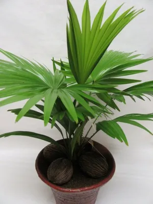 Пальма Дипсис Areca h140 cm – фото, отзывы, характеристики в  интернет-магазине ROZETKA от продавца: Plants room | Купить в Украине:  Киеве, Харькове, Днепре, Одессе, Запорожье, Львове